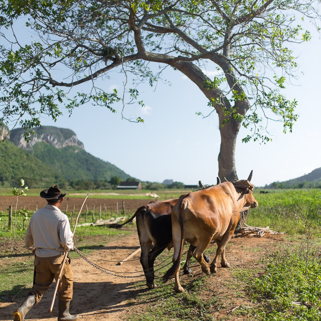 Vinales Cuba