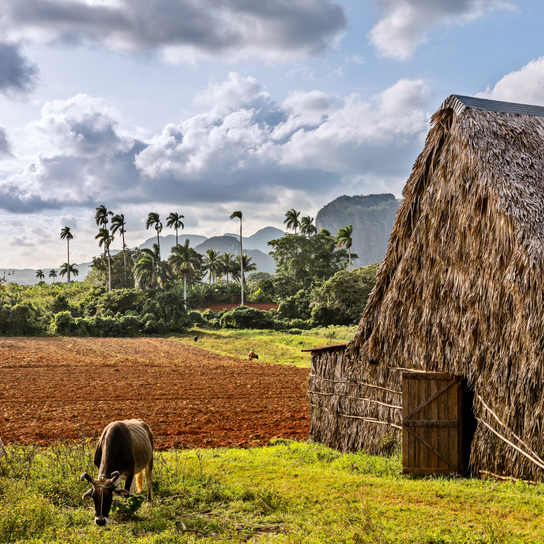 tobacco farm cuba