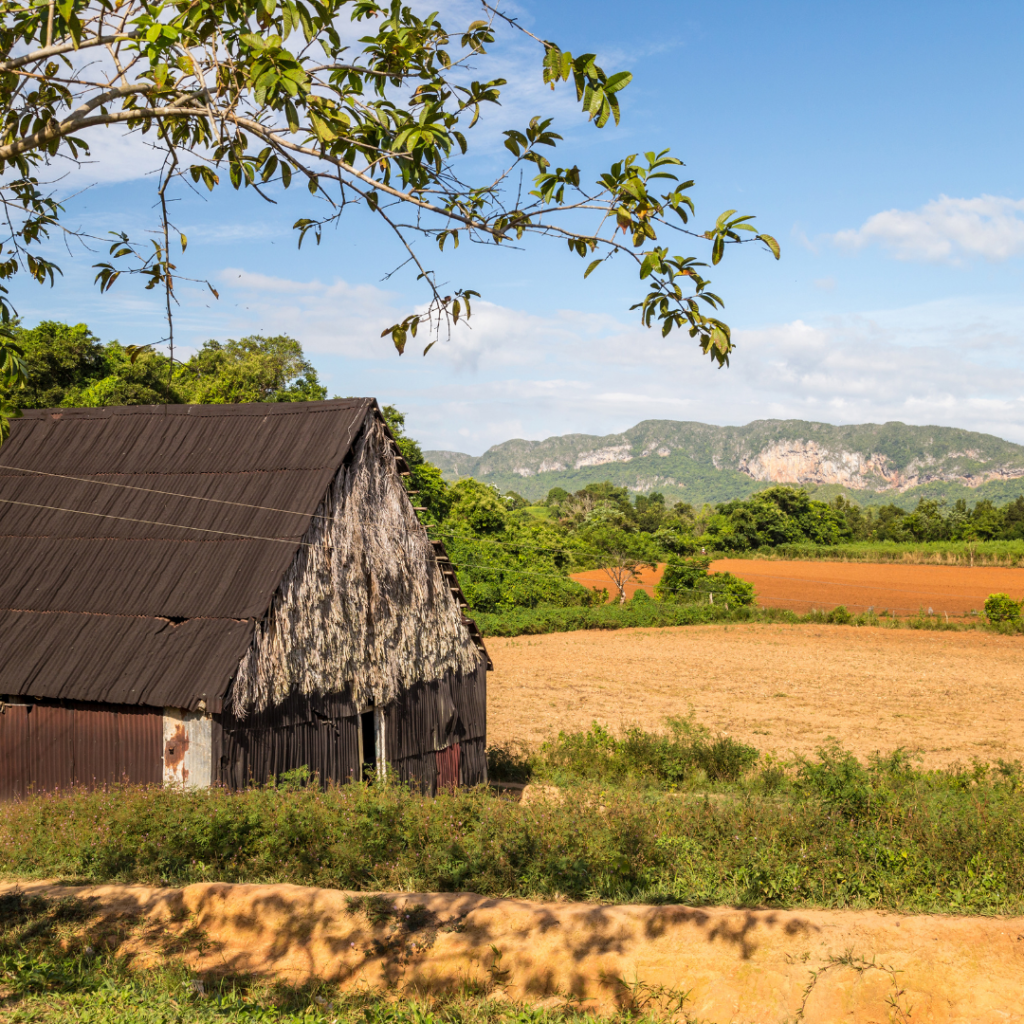 tobacco hut